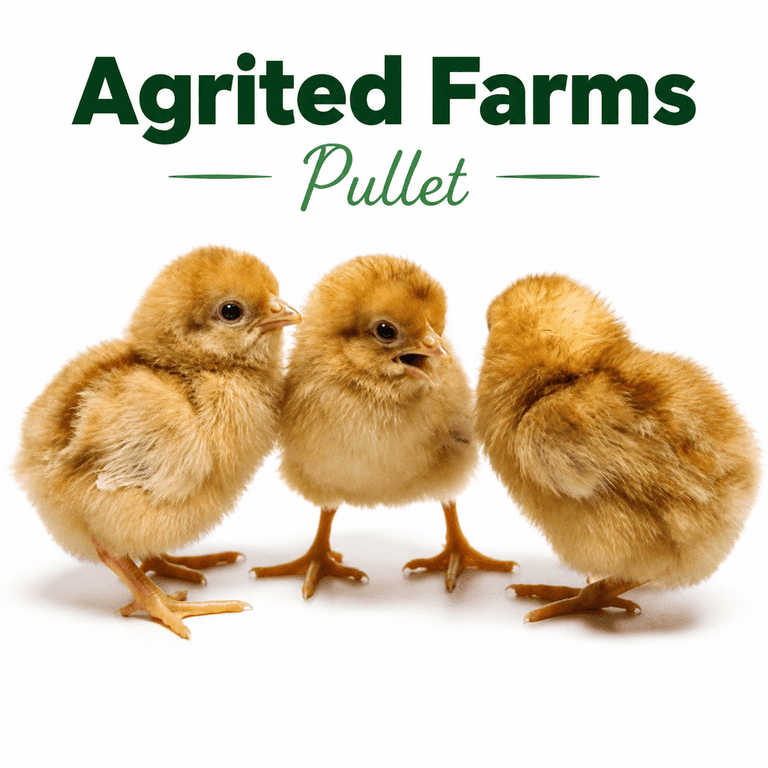 Doc-Pullet (Agrited)