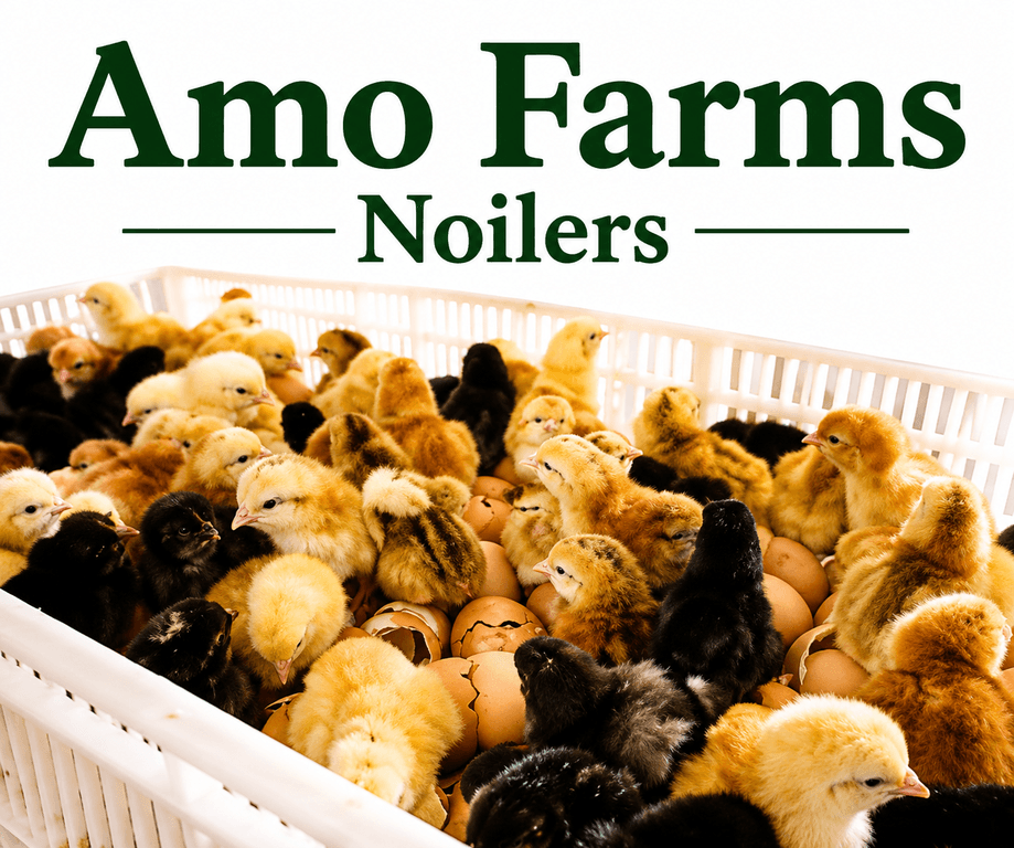 DOC-NOILER BIRDS (AMO)