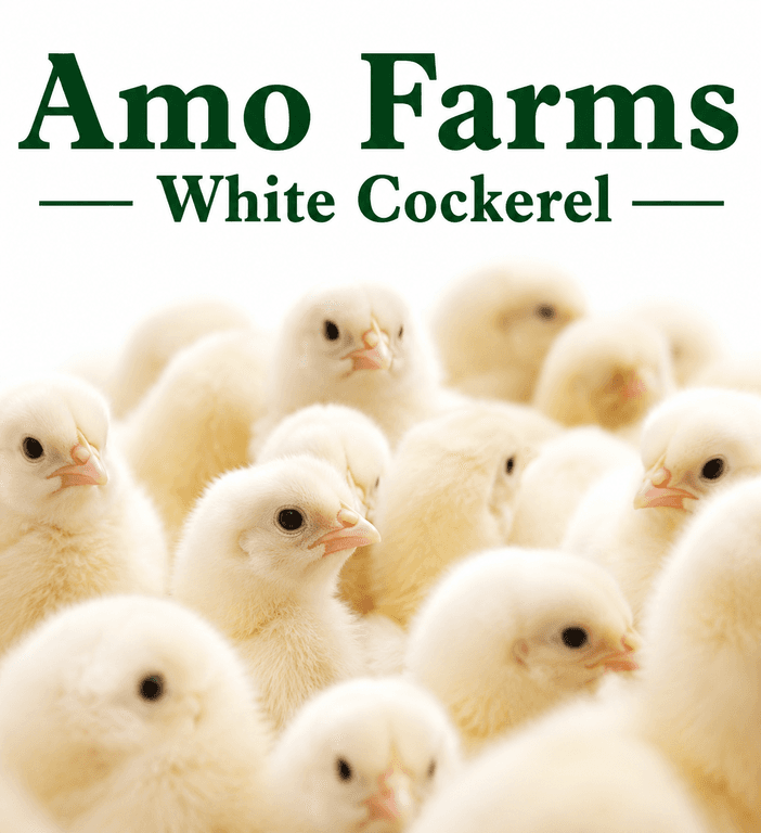 DOC-WHITE COCKEREL (AMO)