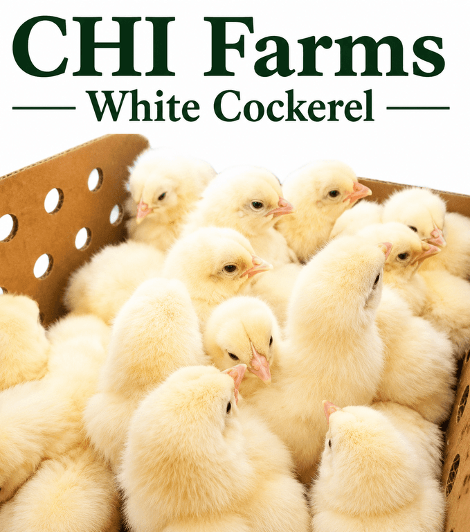 DOC-WHITE COCKEREL (CHI)