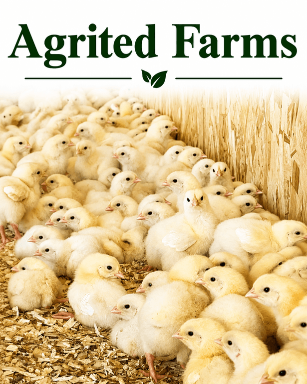 DOC-BROILER BIRDS (AGRITED)