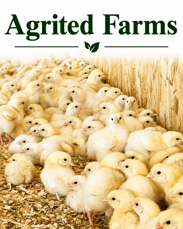 DOC-BROILER BIRDS (AGRITED)